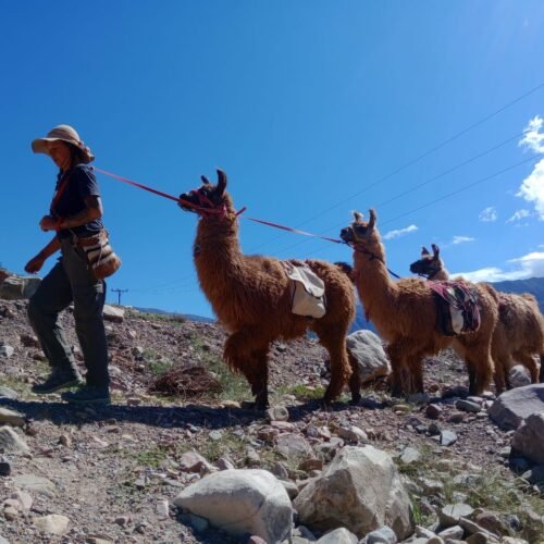 turista en caravana de llamas, tilcara patapampa