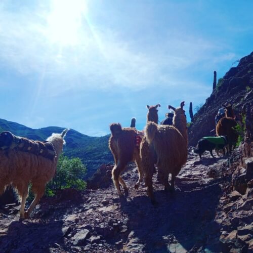 excursion caravana de llamas