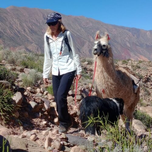 experiencia andina profunda: caminante y llama en armonía