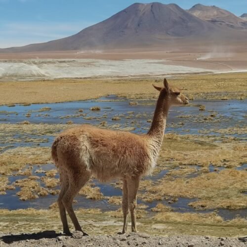 vicuña en la puna