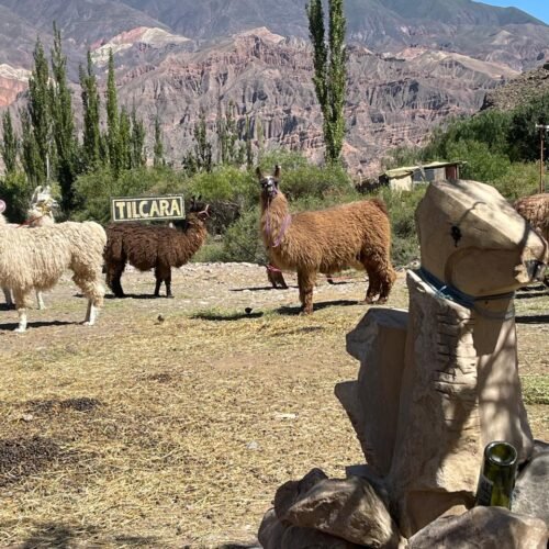 corral de llamas en tilcara