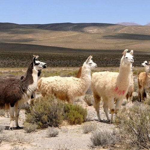 llamas en la puna